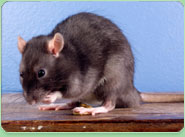 rat control Swansea